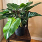 Philodendron Congo Green - Gold Leaf Botanicals