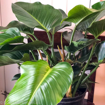 philodendron green congo indoor care Philodendron Congo Green Care