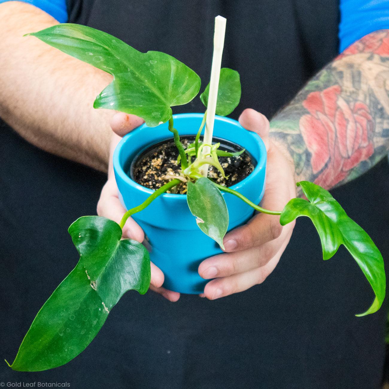 Philodendron Florida Green - Gold Leaf Botanicals