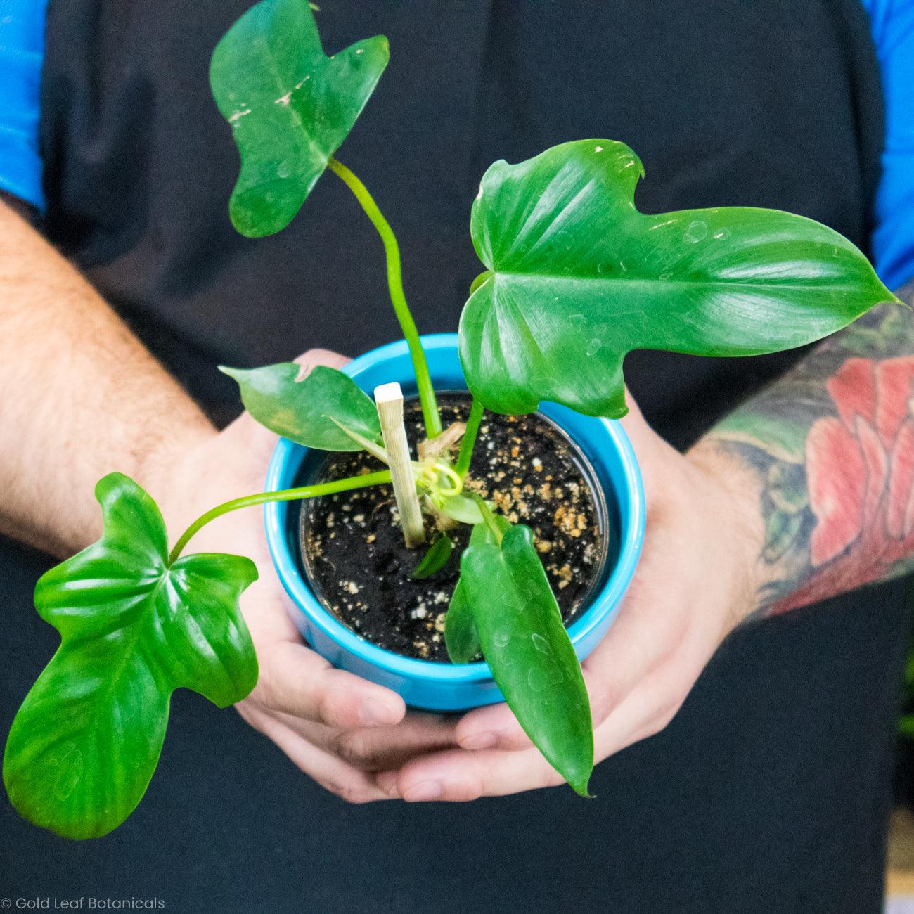 Philodendron Florida Green - Gold Leaf Botanicals