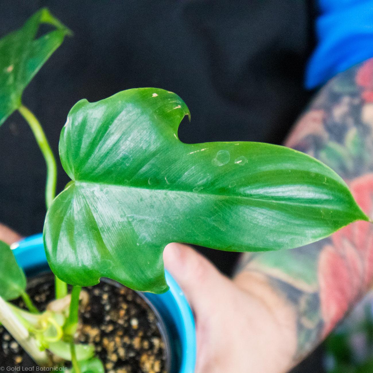 Philodendron Florida Green - Gold Leaf Botanicals