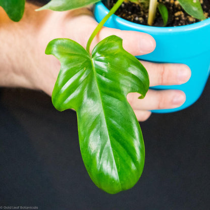 Philodendron Florida Green - Gold Leaf Botanicals