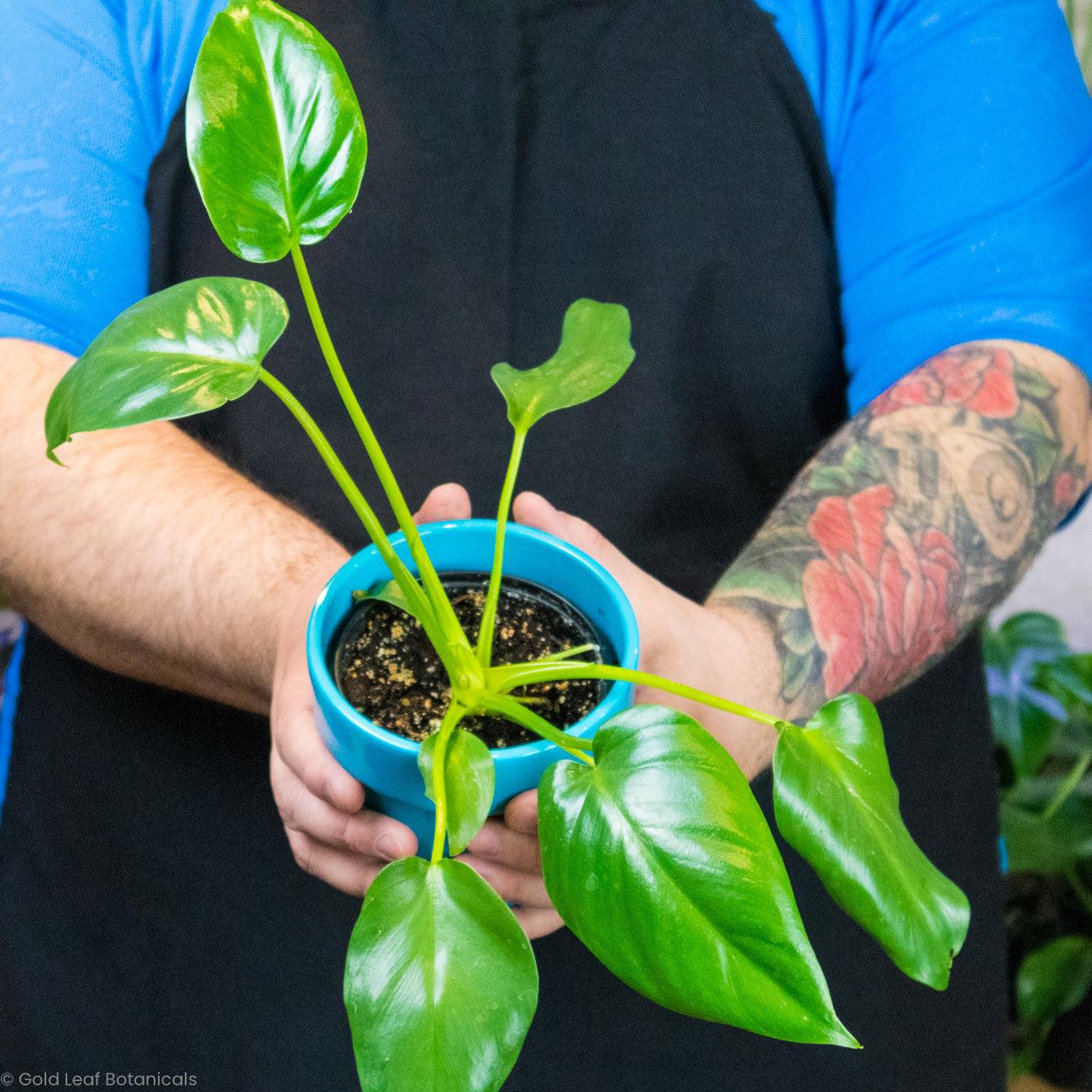 Philodendron Giganteum - Gold Leaf Botanicals