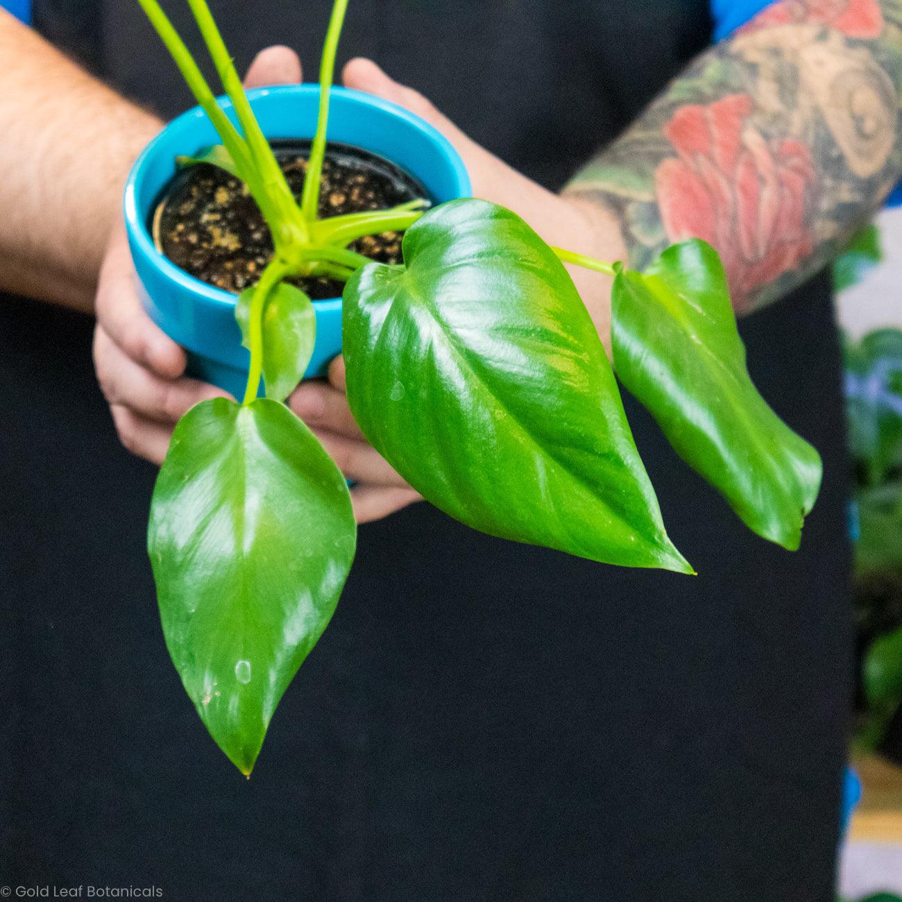 Philodendron Giganteum - Gold Leaf Botanicals