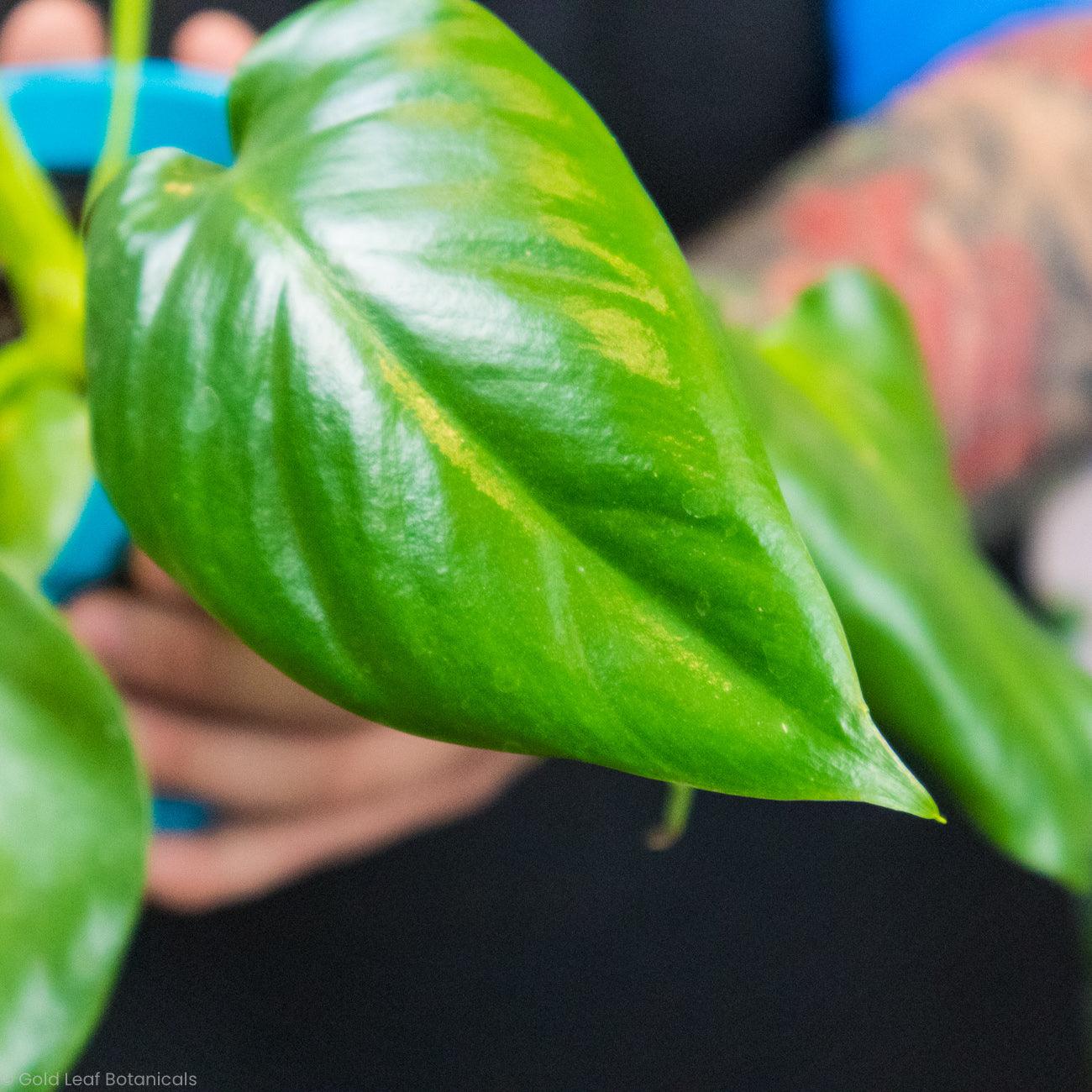 Philodendron Giganteum - Gold Leaf Botanicals