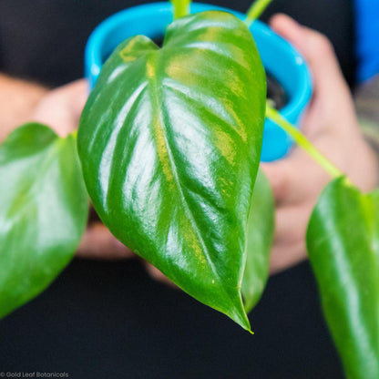 Philodendron Giganteum - Gold Leaf Botanicals