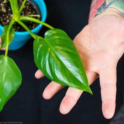 Philodendron Giganteum - Gold Leaf Botanicals