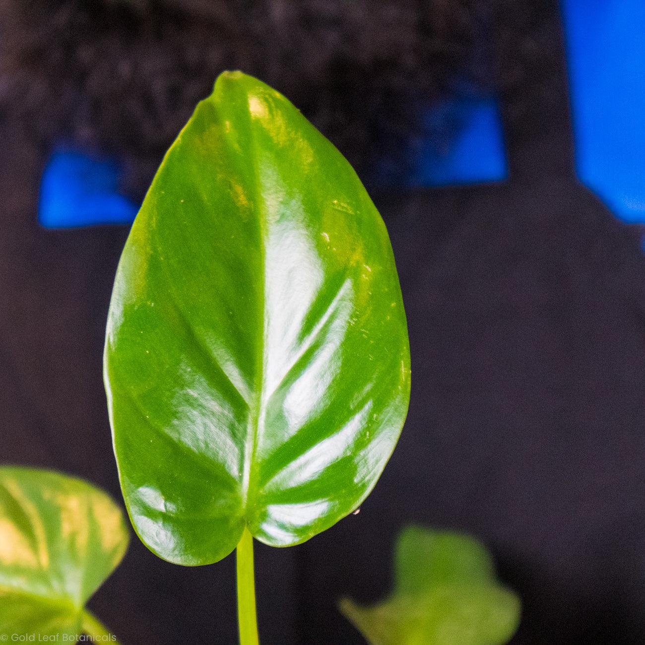 Philodendron Giganteum - Gold Leaf Botanicals