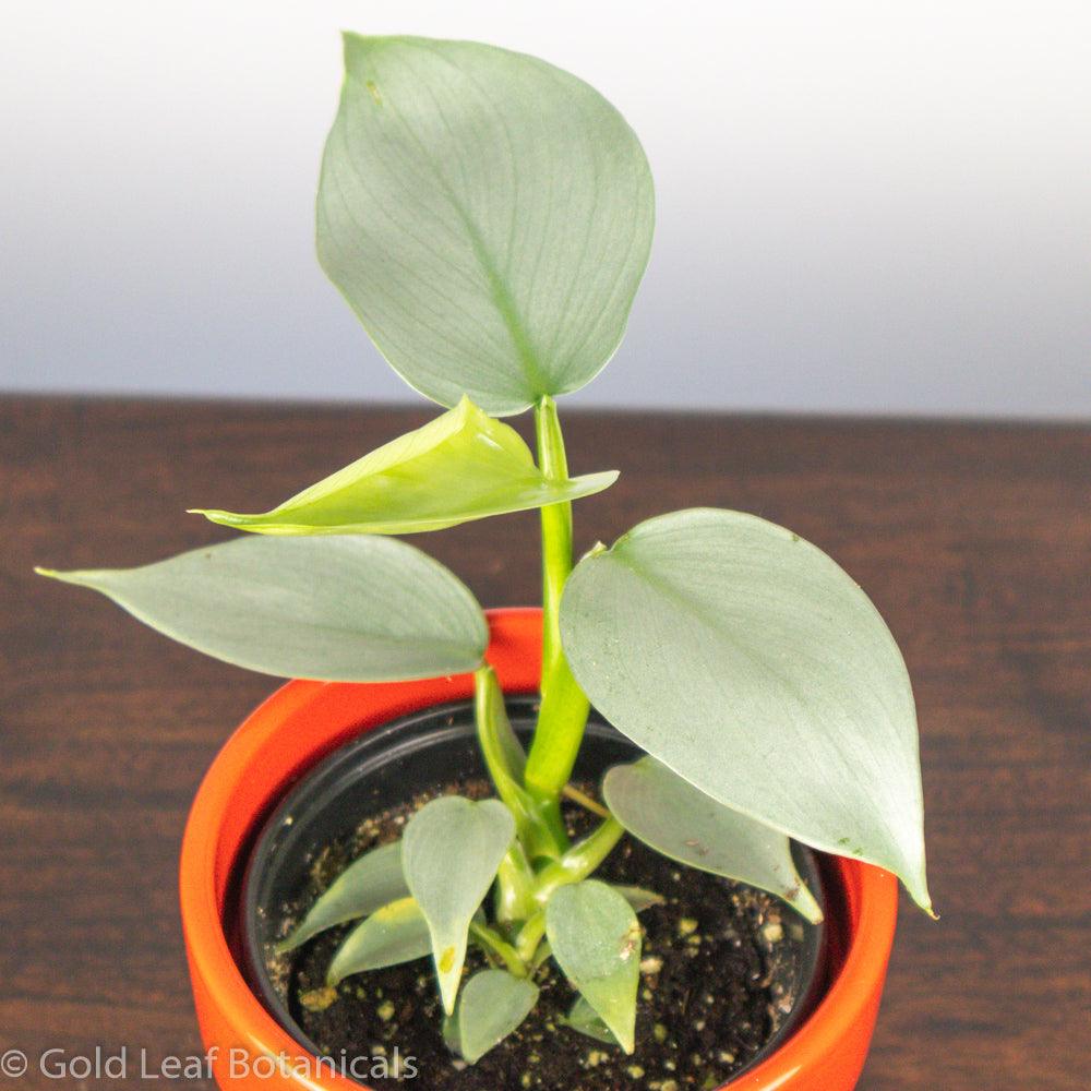 Silver Sword Philodendron - Gold Leaf Botanicals