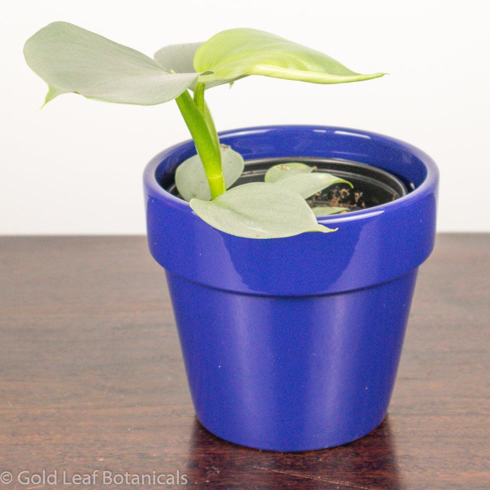Silver Sword Philodendron - Gold Leaf Botanicals