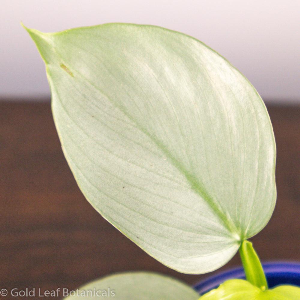 Silver Sword Philodendron - Gold Leaf Botanicals