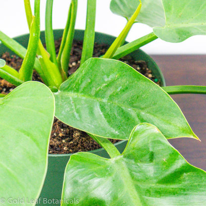 philodendron imperial green water Philodendron Imperial Green Care