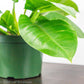 Philodendron Imperial Green Water and Sun