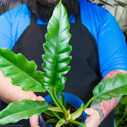 philodendron narrow escape mature Philodendron Narrow Escape Care