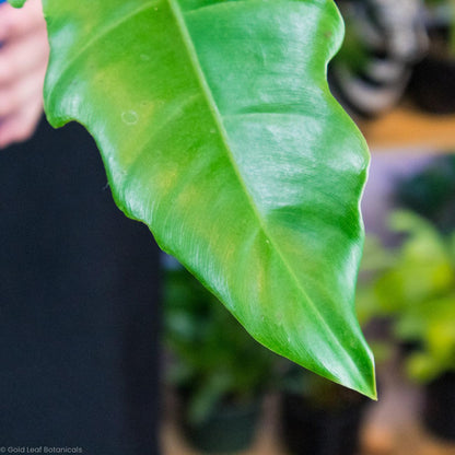 philodendron narrow escape care Philodendron Narrow Escape Care