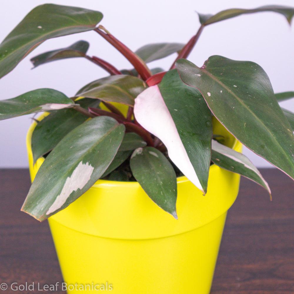 Pink Princess Philodendron Care