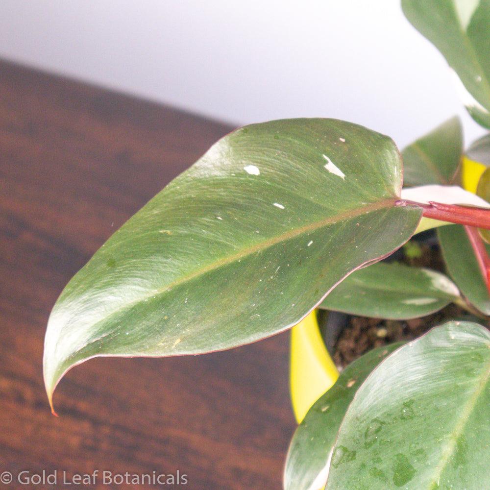 Pink Princess Philodendron Pet Friendly