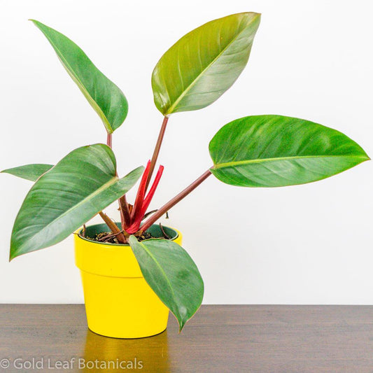 Philodendron Red Congo - Gold Leaf Botanicals