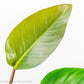 Philodendron Red Congo - Gold Leaf Botanicals