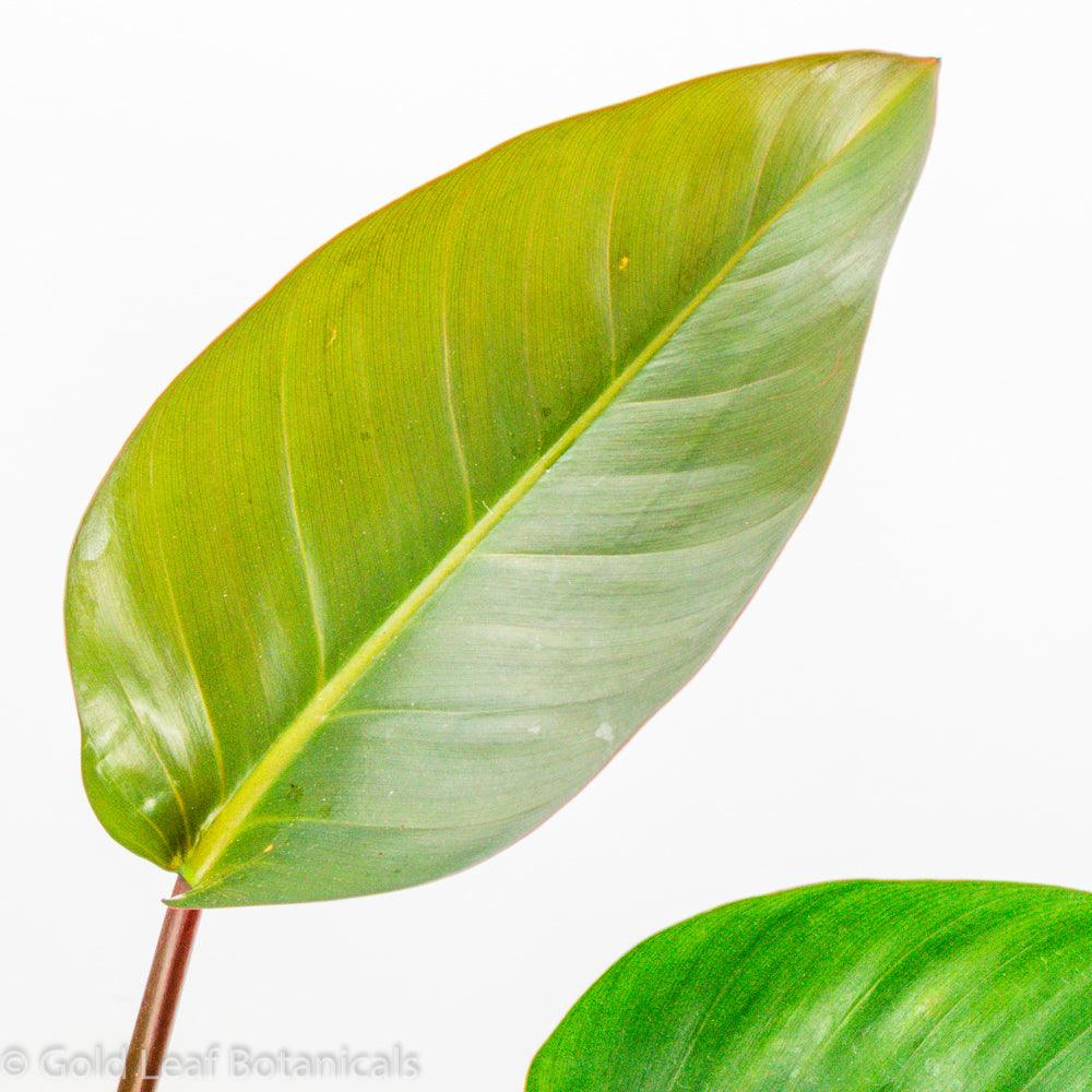 Philodendron Red Congo - Gold Leaf Botanicals