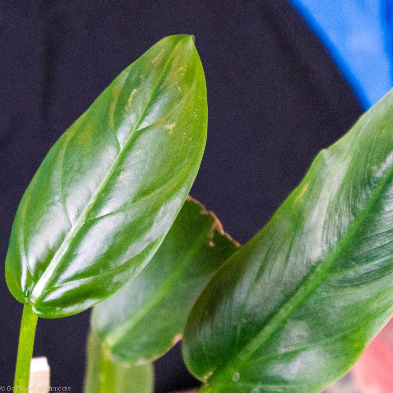 Philodendron Subhastatum Water and Sun