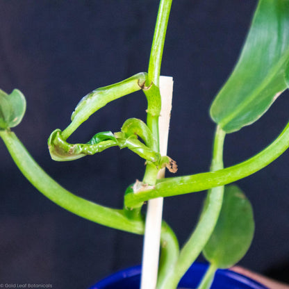 Philodendron Subhastatum For Sale