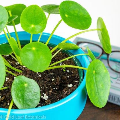 Pilea Peperomioides - Chinese Money Plant - Gold Leaf Botanicals