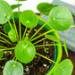 Pilea Peperomioides - Chinese Money Plant - Gold Leaf Botanicals