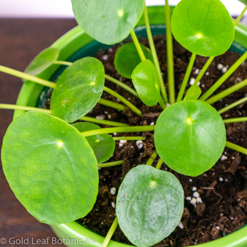 Pilea Peperomioides - Chinese Money Plant - Gold Leaf Botanicals