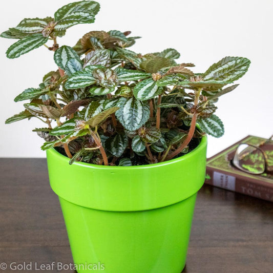 Pilea Spruceana - Gold Leaf Botanicals