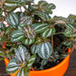 Pilea Spruceana - Gold Leaf Botanicals