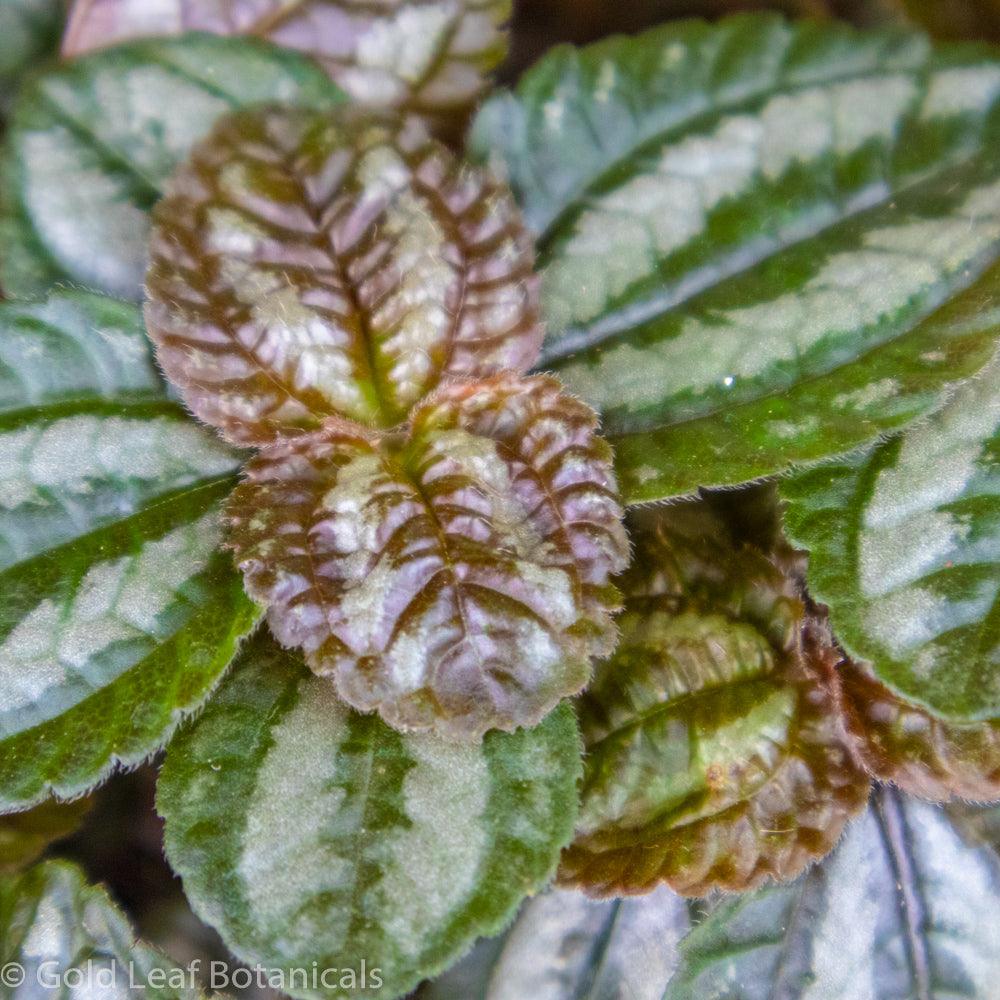 Pilea Spruceana - Gold Leaf Botanicals