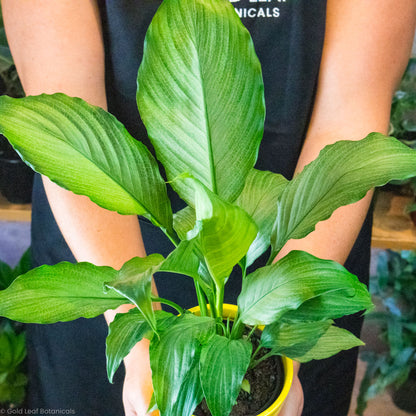 Platinum Mist Peace Lily Water and Sun