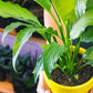How to care for Platinum Mist Peace Lily