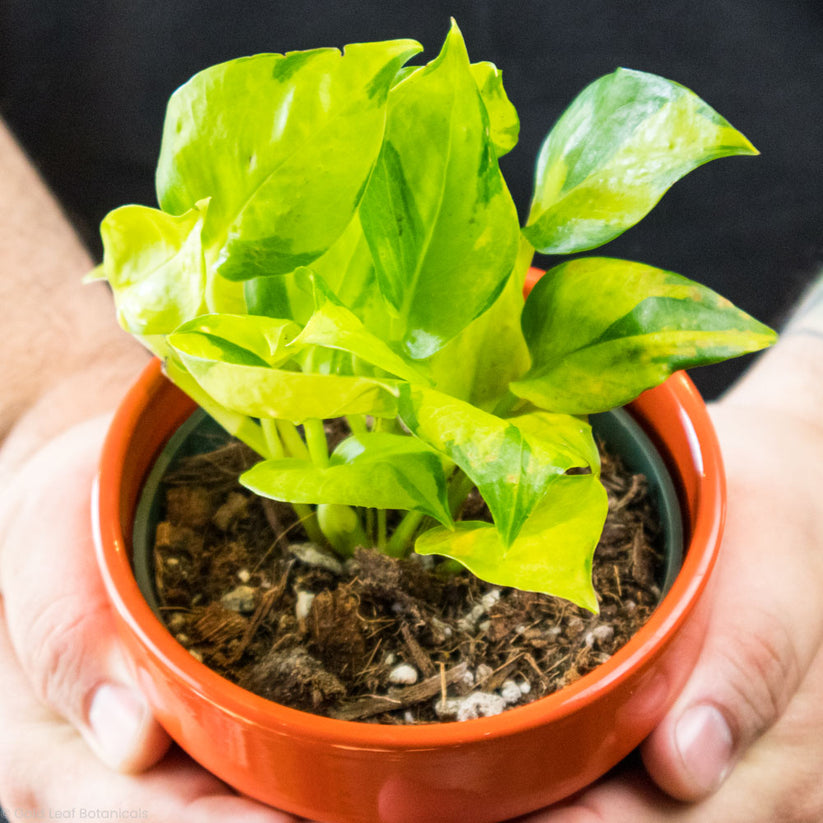 Variegated Neon Pothos Care - Water, Sun, and Light Needs – Gold Leaf ...