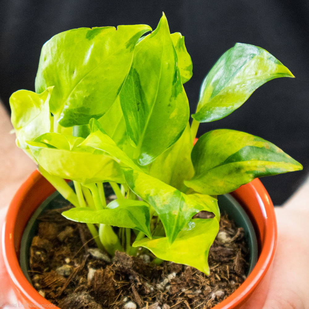 Pothos Epipremnum Aureum "Variegated Neon"