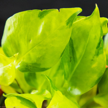 Pothos Epipremnum Aureum "Variegated Neon"