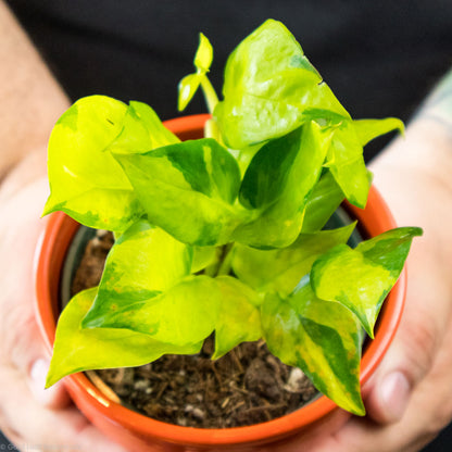 Pothos Epipremnum Aureum "Variegated Neon"