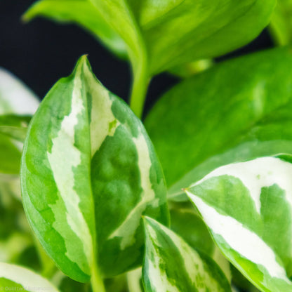 pothos n'joy care Pothos N'Joy Care