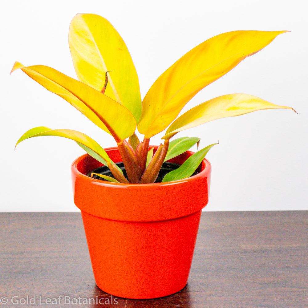 Prince of Orange Philodendron care