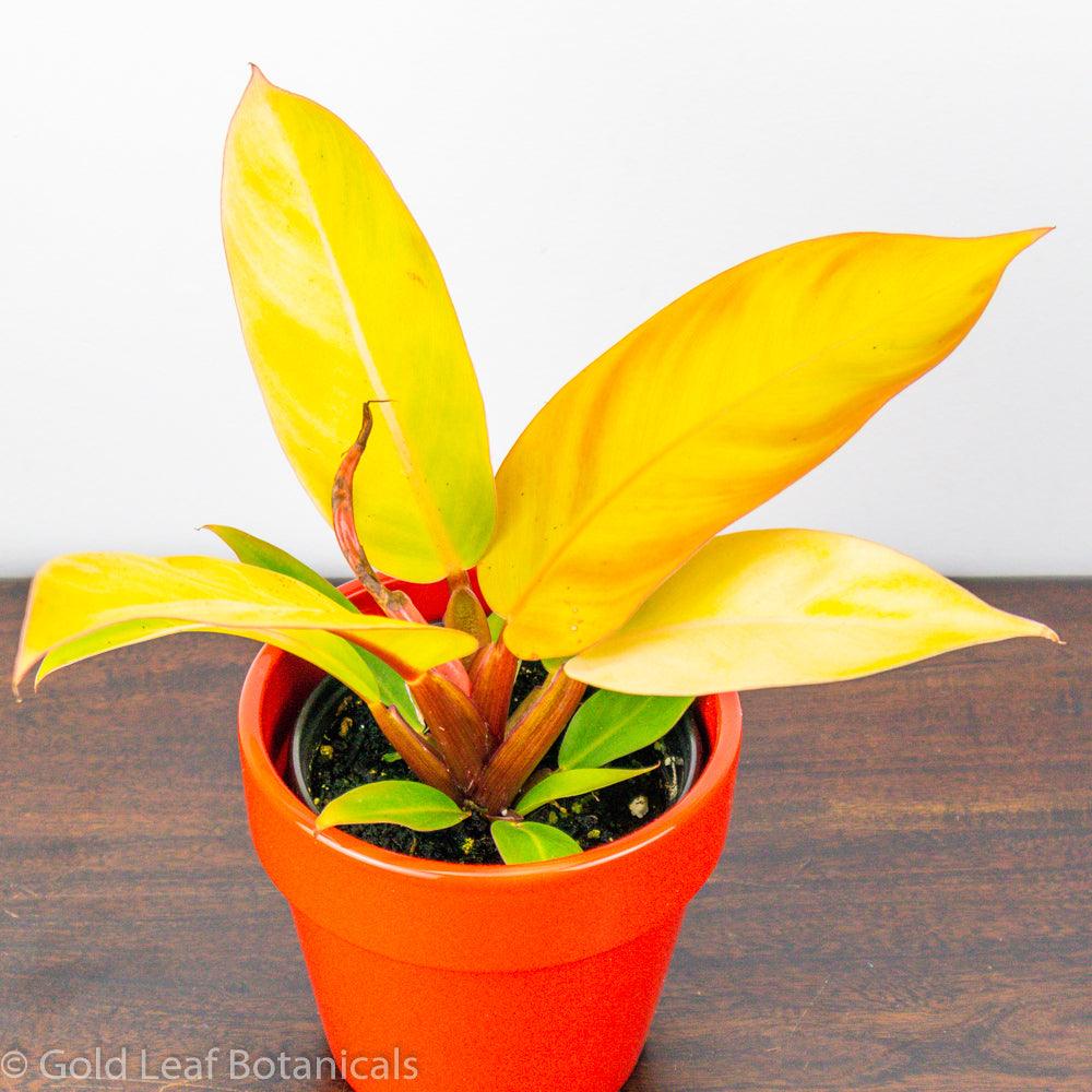 Prince of Orange Philodendron for sale ontario canada