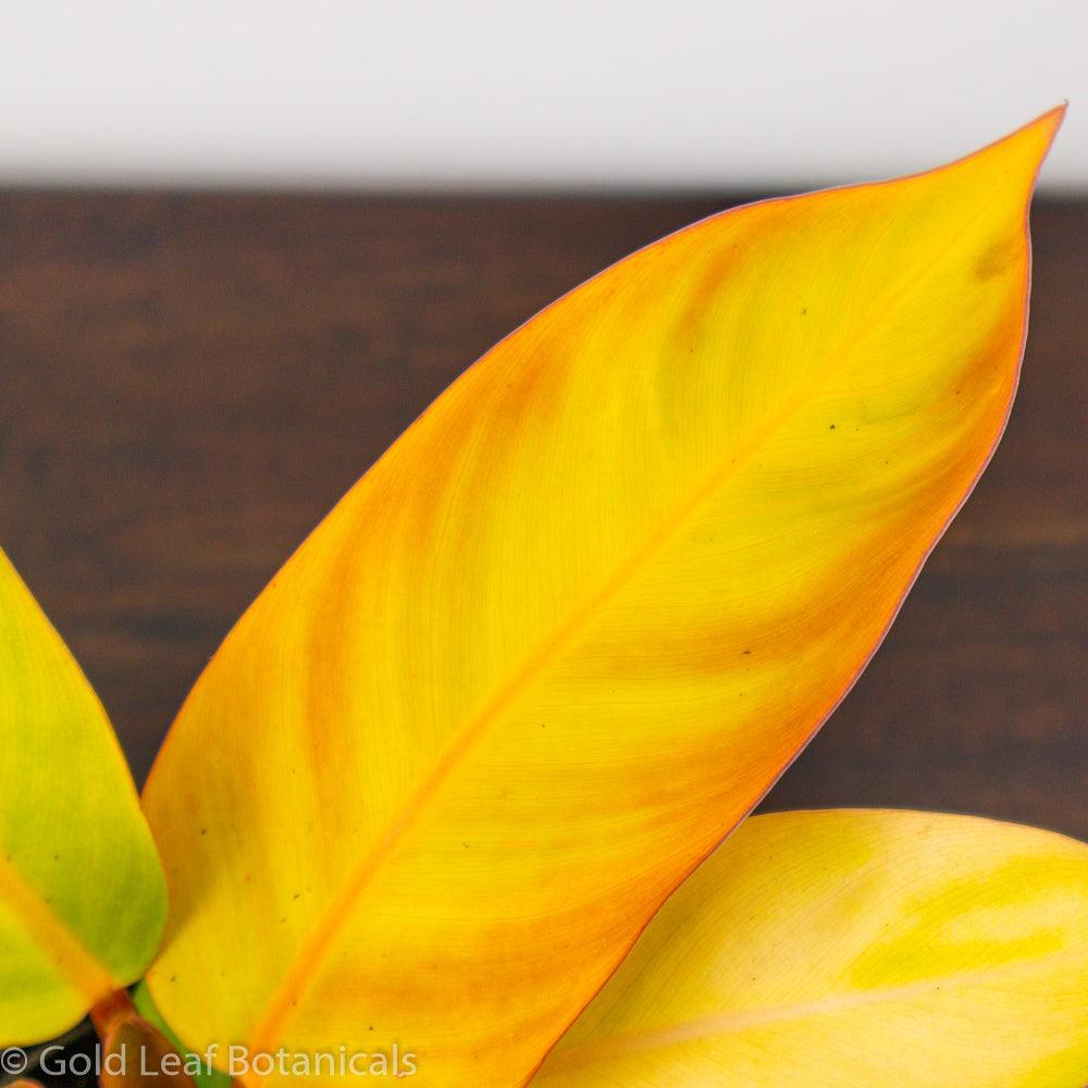 Prince of Orange Philodendron sun requirements