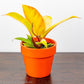 Prince of Orange Philodendron pest control