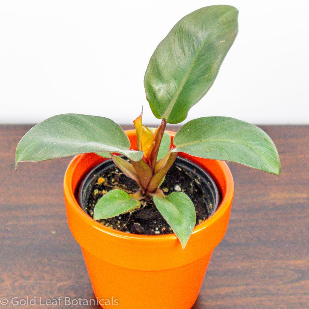 Prince of Orange Philodendron for sale