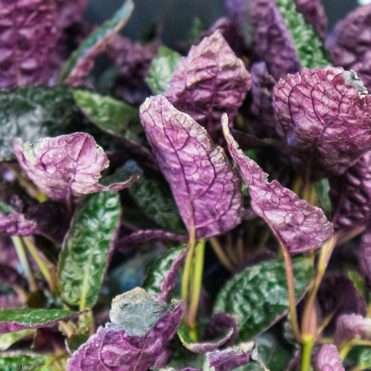 Purple Waffle - Gold Leaf Botanicals