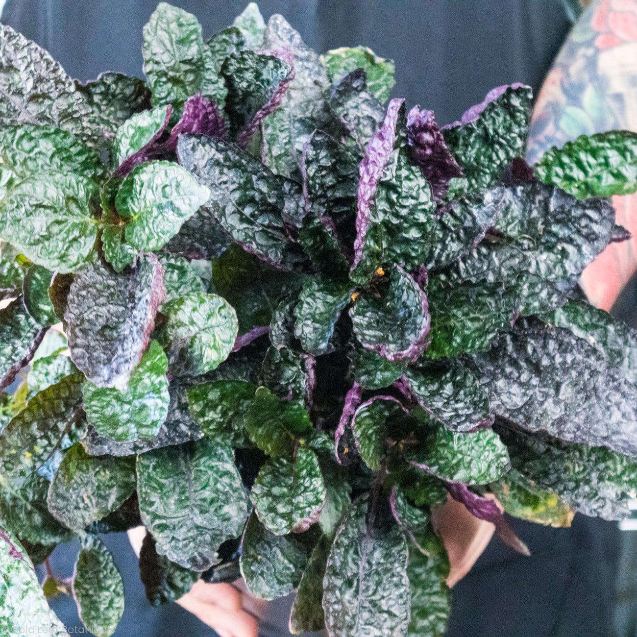 indoor waffle plant Purple Waffle Care