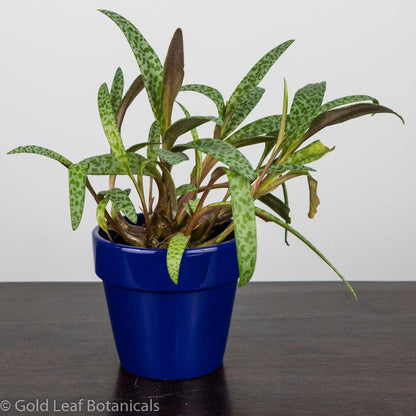 leopard plant indoor care Silver Squill / Leopard Lily Care