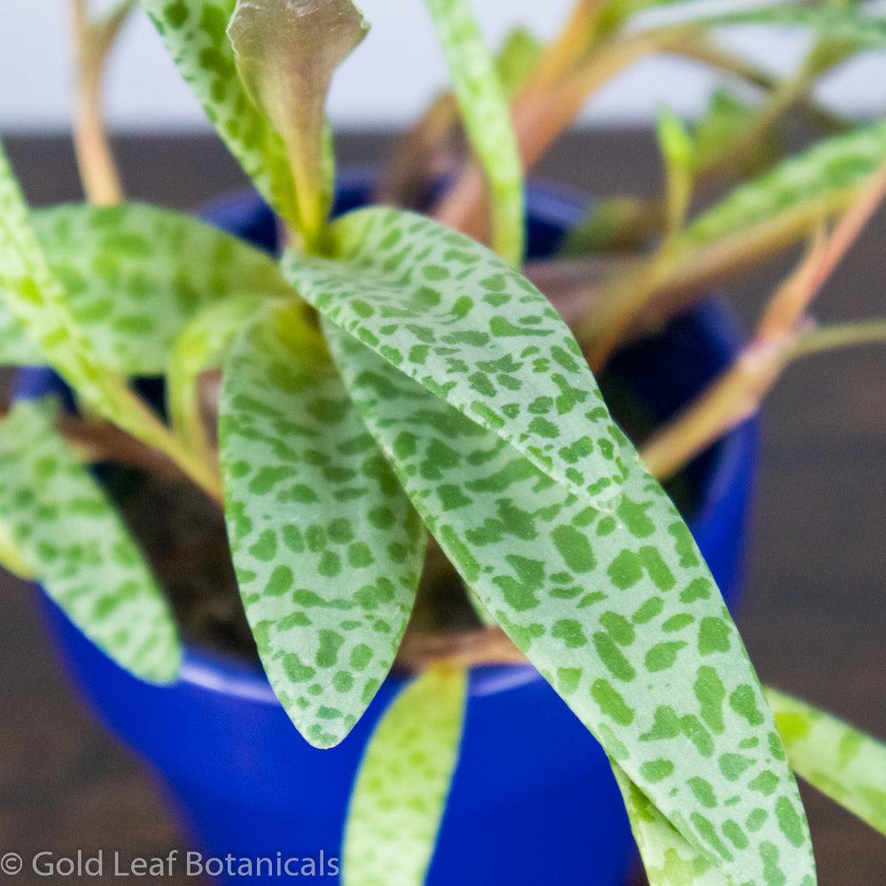 leopard lily indoor plant Silver Squill / Leopard Lily Care