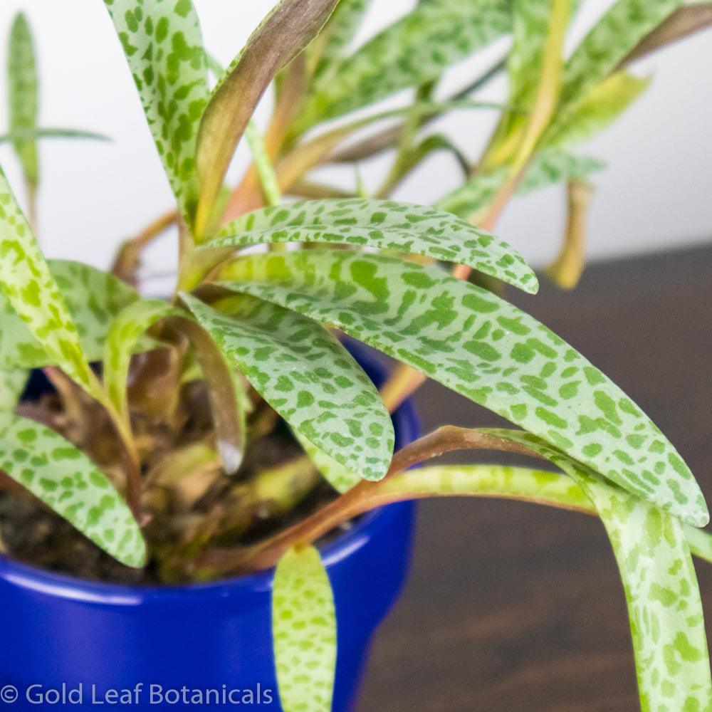 leopard lily succulent care Silver Squill / Leopard Lily Care