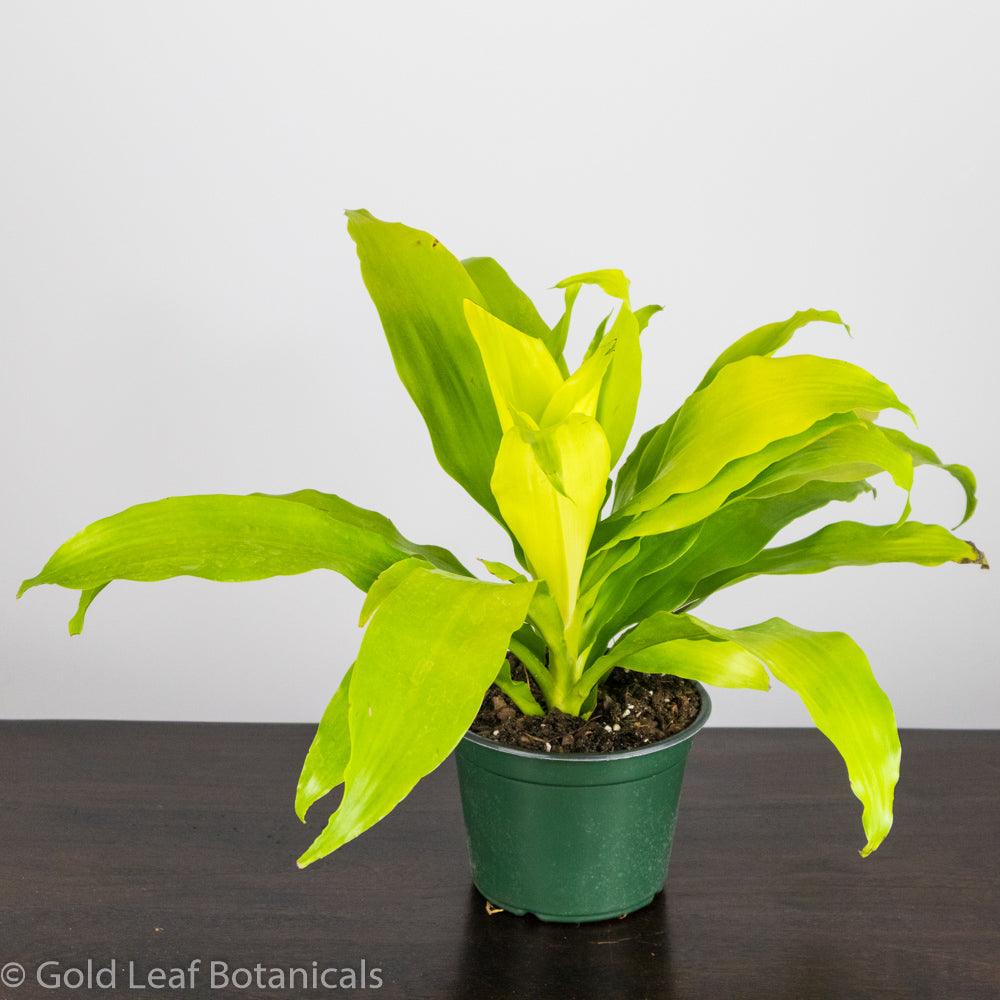 Dracena Limelight - Gold Leaf Botanicals